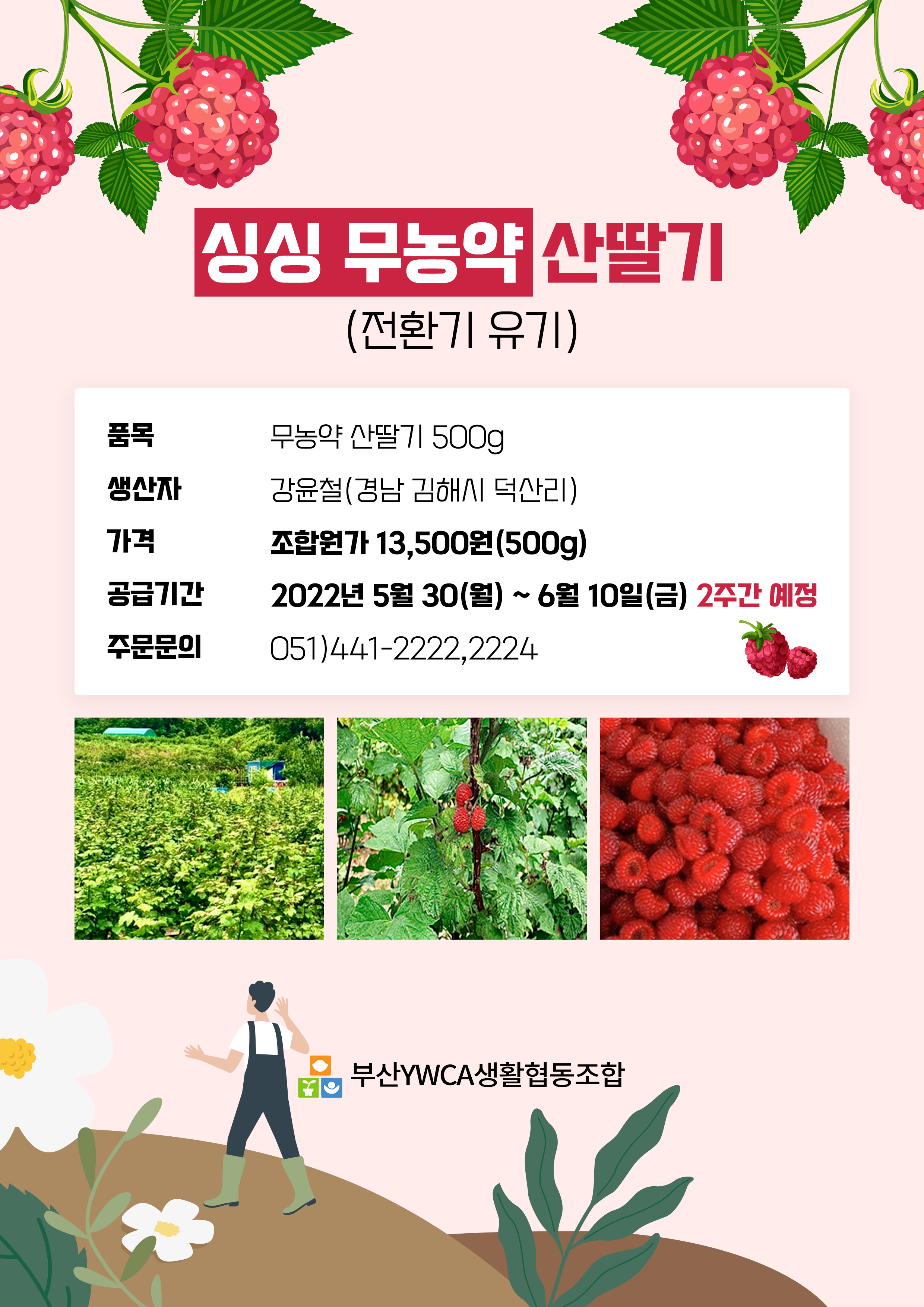 생활협동조합 – 싱싱 무농약 산딸기 공급